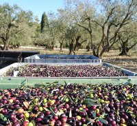 Récolte d'olives à huile © Vialla
